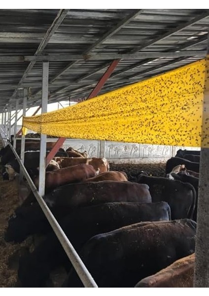 Trap Sarı Sinek Yakalama Bandı, Sinek Tuzağı, 15CMX100M indirimleri