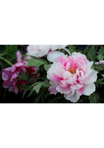 Dünyam 5 Adet Pembe Şakayık Çiçeği Tohumu