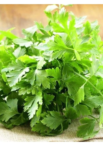 Garden Yerli Maydanoz Tohumu Iri Akgen 2500 Ad. Tohum