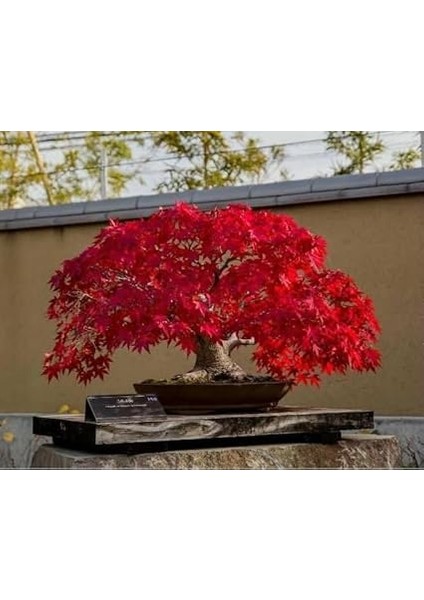 Kırmızı Akçaağaç Acer Palmatum Atropurpureum 10 Adet Tohum modelleri