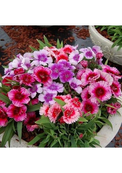 Paket Karışık Renkli Bodur Çin Karanfil Çiçeği Tohumu (450 Tohum)