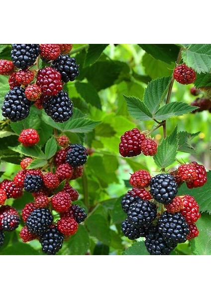 Tüplü Bol Verimli Bursa-1 Böğürtlen Fidanı