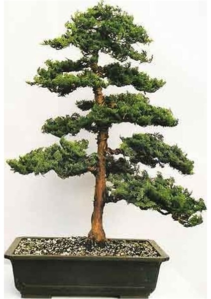 Look Hinoki Çam Bonsai Ağacı Tohumu-10 Adet TH-2022DSHNGLKTHM084