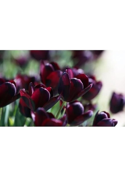 Hollanda'dan Ithal Rengarenk Lale Soğanı 5 Adet modelleri