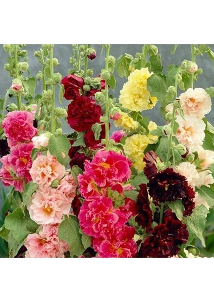 Karışık Renkli Katmerli Gül Hatmi Çiçeği Tohumu (40 Tohum)