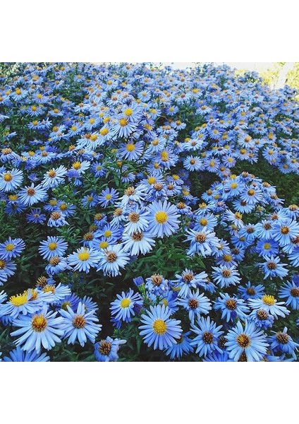 Saksılık Gök Mavisi Aster Çiçeği TOHUMU(100 Tohum)