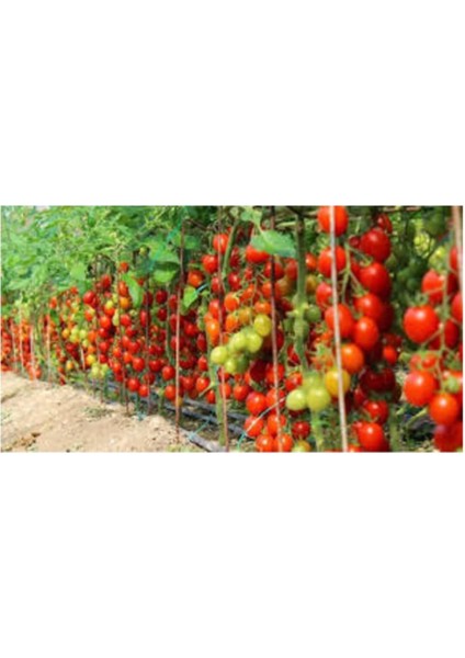 Domates Tohumu 25 Adet