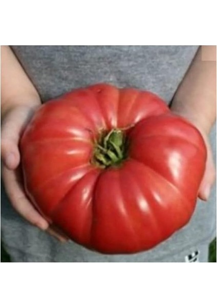 Ithal Dev Hollanda Domates Tohumu 20 Adet Tohum modelleri