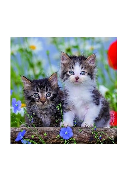 - 3 x 49 Parça Puzzle Tiger Babies (80465) modelleri