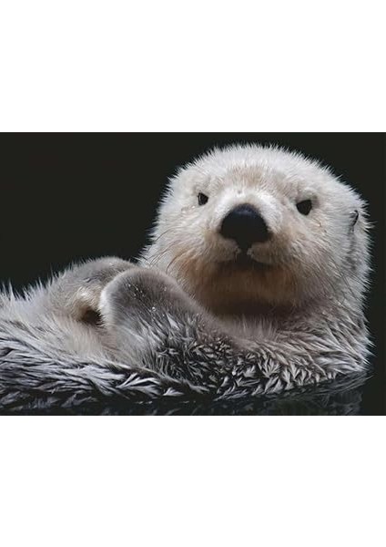 Parçalı Puzzle Su Samuru fiyatları