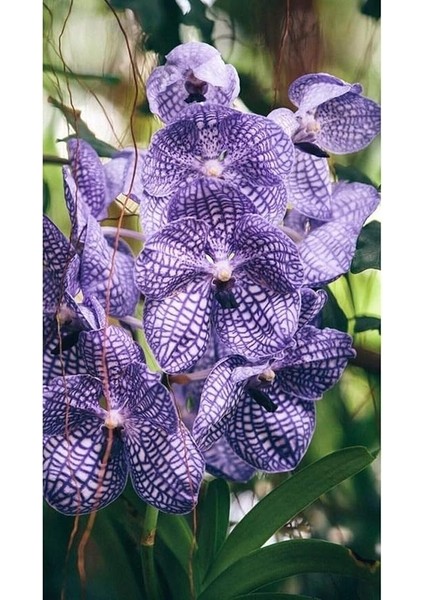 Dünyam Mor Mermer Desenli Orkide Çiçeği Tohumu