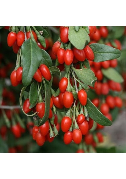 Tüplü Goji Berry Kurt Üzümü Fidanı modelleri