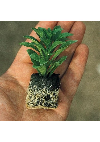 Limon Kokulu Limone Aromatik Kekik Fidesi (2 Adet) modelleri