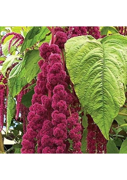 Sarkan Kırmızı Amaranthus(Horoz Ibiği) Çiçeği TOHUMU(1500 Tohum)