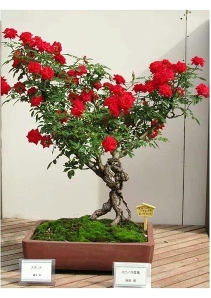 Look Bodur Kırmızı Gül Bonzai Ağacı Tohumu 5 Adet Tohum Bonsai Ağacı Tohumu TH-0977964300091 fiyatları