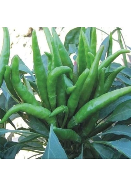 Turşuluk Sofralık Acı Biber Fidesi (5 Adet)