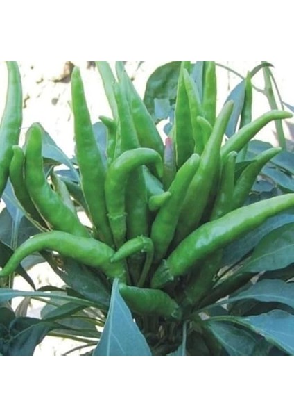 Turşuluk Sofralık Acı Biber Fidesi (5 Adet) fiyatları