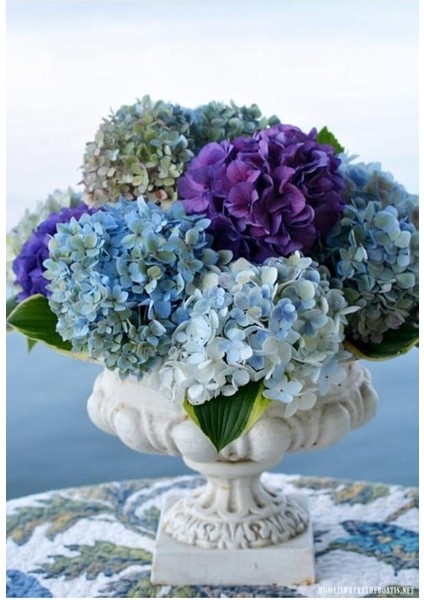 Dünyam Mor Mavi Karışık Ortanca Çiçeği Tohumu-10 15 Adet