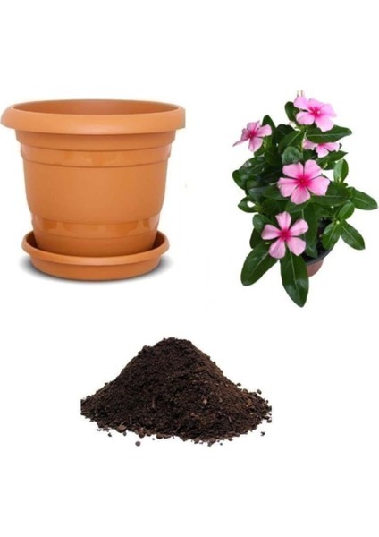 Look Cezayir Menekşesi Çiçeği Tohumu Ekim Seti TH-DSHNLLKSET200