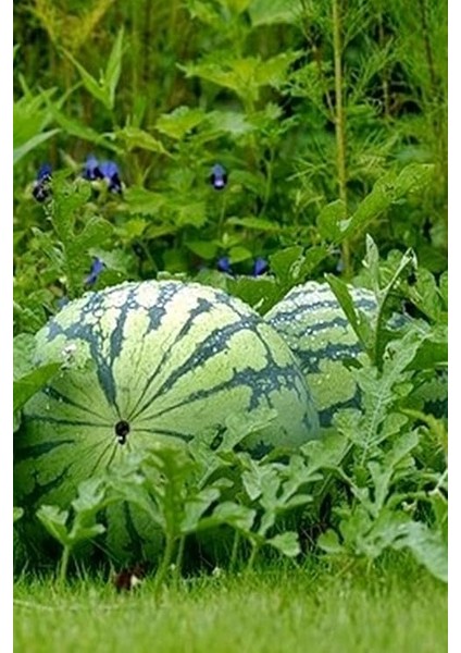 Dünyam Sarı Karpuz Tohumu 60 Adet fiyatları