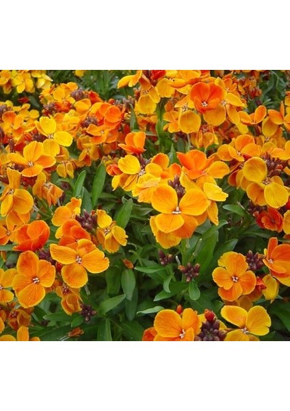 Sarı Şebboy Tohumu (Kokulu) - 25 Tohum fiyatları