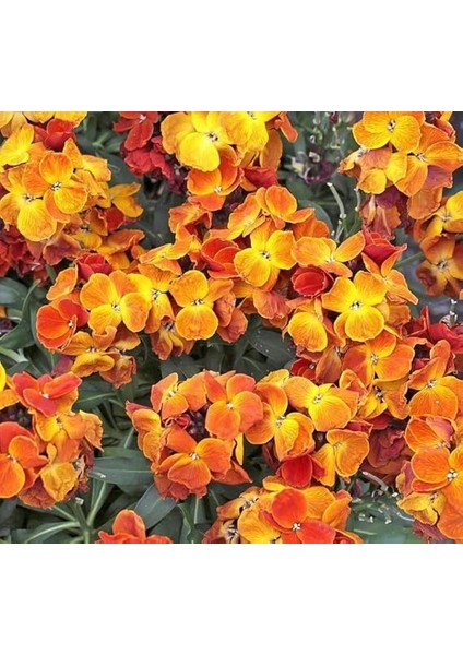 Sarı Şebboy Tohumu (Kokulu) - 25 Tohum modelleri