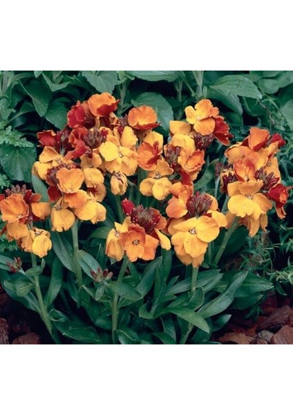 Sarı Şebboy Tohumu (Kokulu) - 25 Tohum fırsatları