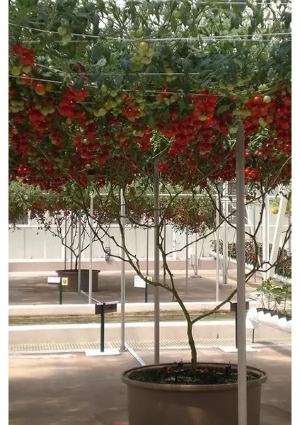 Domates Ağacı Tohumu / +5 Adet Tohum fırsatları