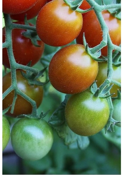 Domates Ağacı Tohumu / +5 Adet Tohum indirimleri