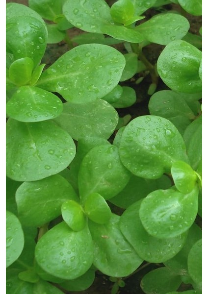 Yediveren Semiz Otu Tohumu / 100 Adet Tohum