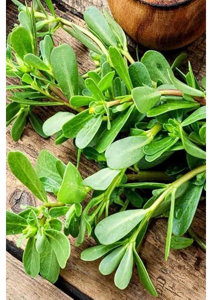 Yediveren Semiz Otu Tohumu / 100 Adet Tohum modelleri