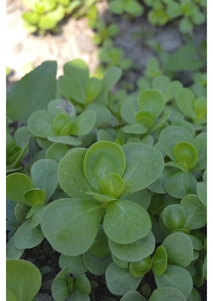 Yediveren Semiz Otu Tohumu / 100 Adet Tohum indirimleri
