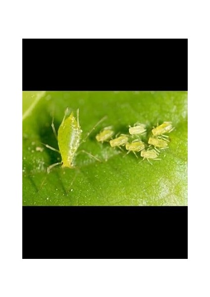 Adet Çiçek ve Bitkiler Için Sinek ve Yaprak Biti Ilacı 2 Litre fiyatları