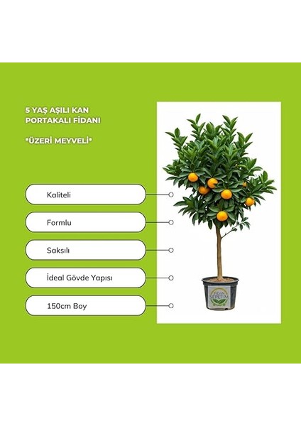 Sepetim 5 Yaş Aşılı Kan Portakalı *üzeri Meyveli* fiyatları