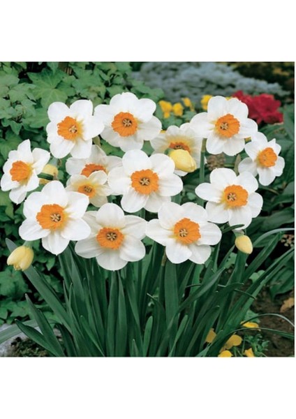 Professor Einstein Nergis Soğanı 5 Adet