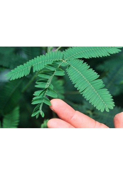 Dünyam 20 Adet Mimosa Pudica Tohumu modelleri