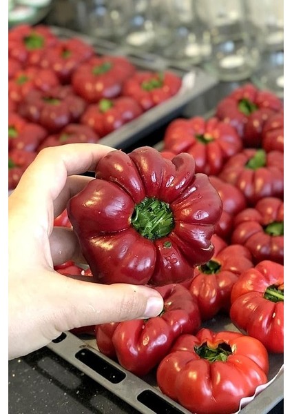 Dünyam Kamber Domates Biberi Tohumu / 10+ Adet Tohum fırsatları