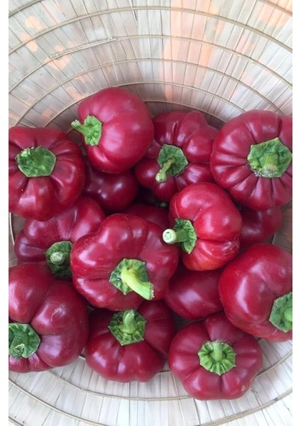 Dünyam Kamber Domates Biberi Tohumu / 10+ Adet Tohum indirimleri