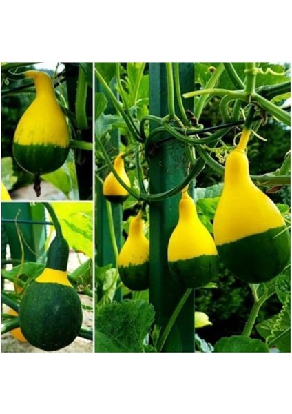 Yeşil Kabak Tohumu 20 Adet Tohum Süs Kabağı fiyatları