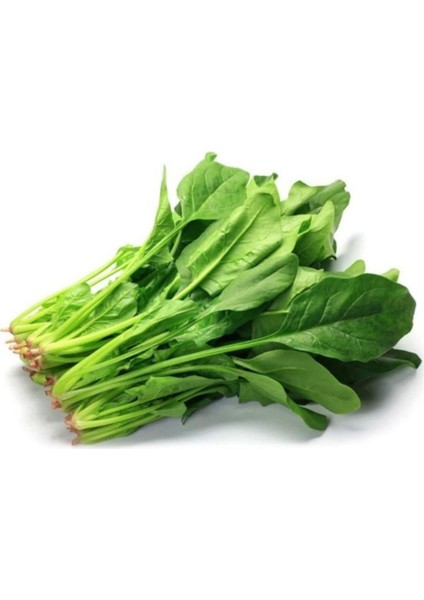 Çalı Ispanak 150+ Adet Tohum fiyatları