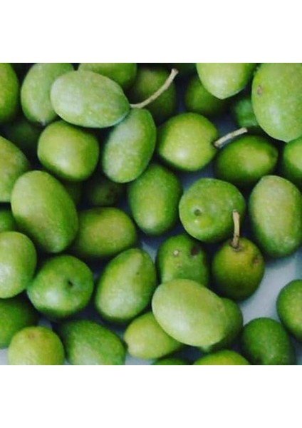 Tüplü Sarı Ulak Zeytin Fidanı