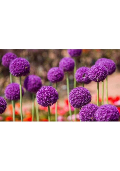 Dünyam 20 Adet Giant Ball Onion Allium Christophii Huge Hardy Perennial Tohumu fiyatları