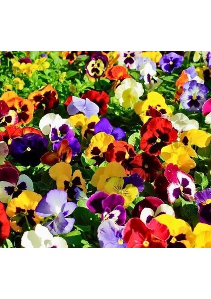 Hercai Menekşe (Çoklu Tohum) - 100 Tohum - Karışık Renk