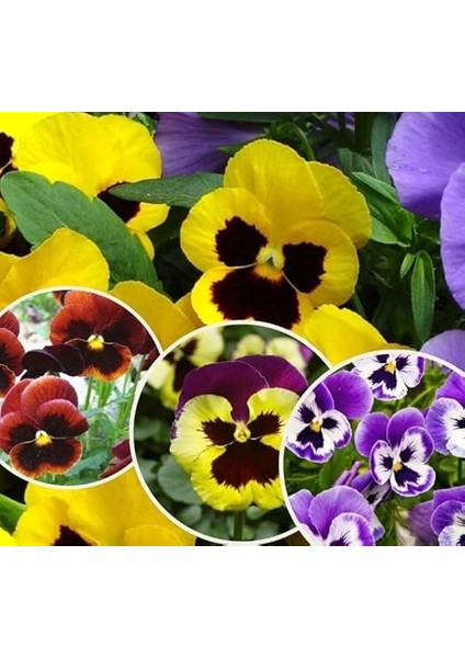 Hercai Menekşe (Çoklu Tohum) - 100 Tohum - Karışık Renk fiyatları