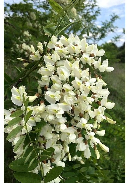 Look Beyaz Salkım Akasya Ağacı Tohumu / 5 Adet Tohum TH-2022DSHNGLKTHM231