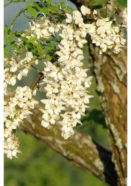 Look Beyaz Salkım Akasya Ağacı Tohumu / 5 Adet Tohum TH-2022DSHNGLKTHM231 fırsatları