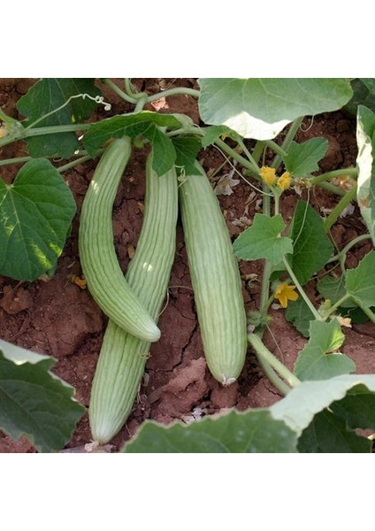 Bol Dökümlü Geleneksel Anadolu Acur Fidesi (5 Adet)