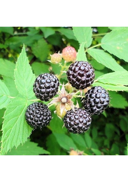 Tüplü Özel Üretim Verimli Jewel Siyah Ahududu Ahududu Fidanı