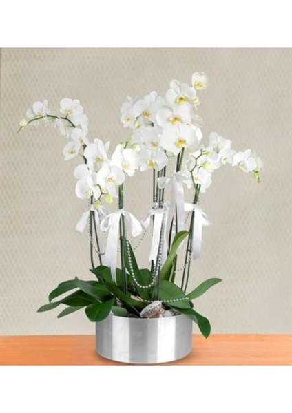 Look Nadir Bulunan Beyaz Orkide Çiçeği Çiçek Tohumu 5 Adet TH-34435R4333E3 fiyatları
