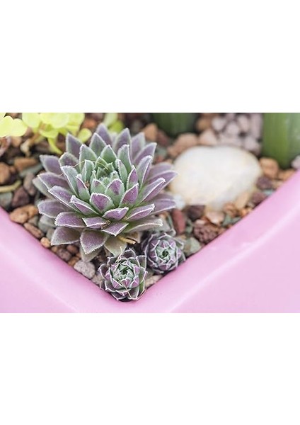 Lee ML1120 River Gravel Toprak Örtüsü, 2,3 Kg. modelleri